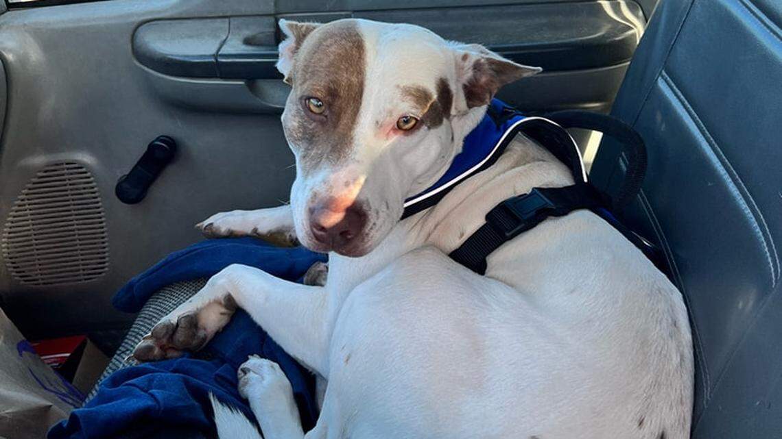 Police said a dog was behind the wheel in a crash outside a Walmart in Texas.