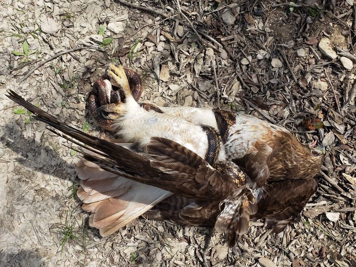 It’s hard to tell if the hawk or the snake won the wrestling match, but both eventually let go, according to a Facebook post by park officials.