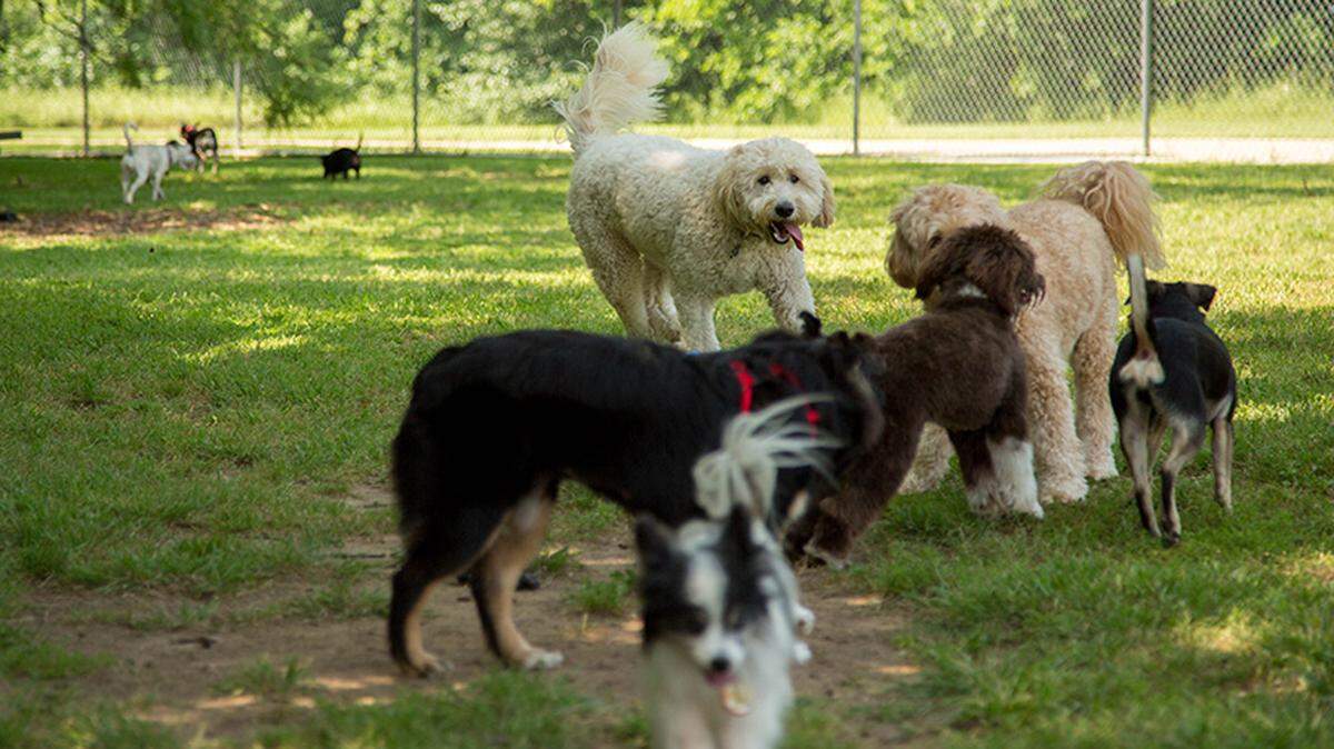 The Tails N Trails Dog Park in southeast Arlington this month will begin undergoing renovations that will include a new paddock and much more.