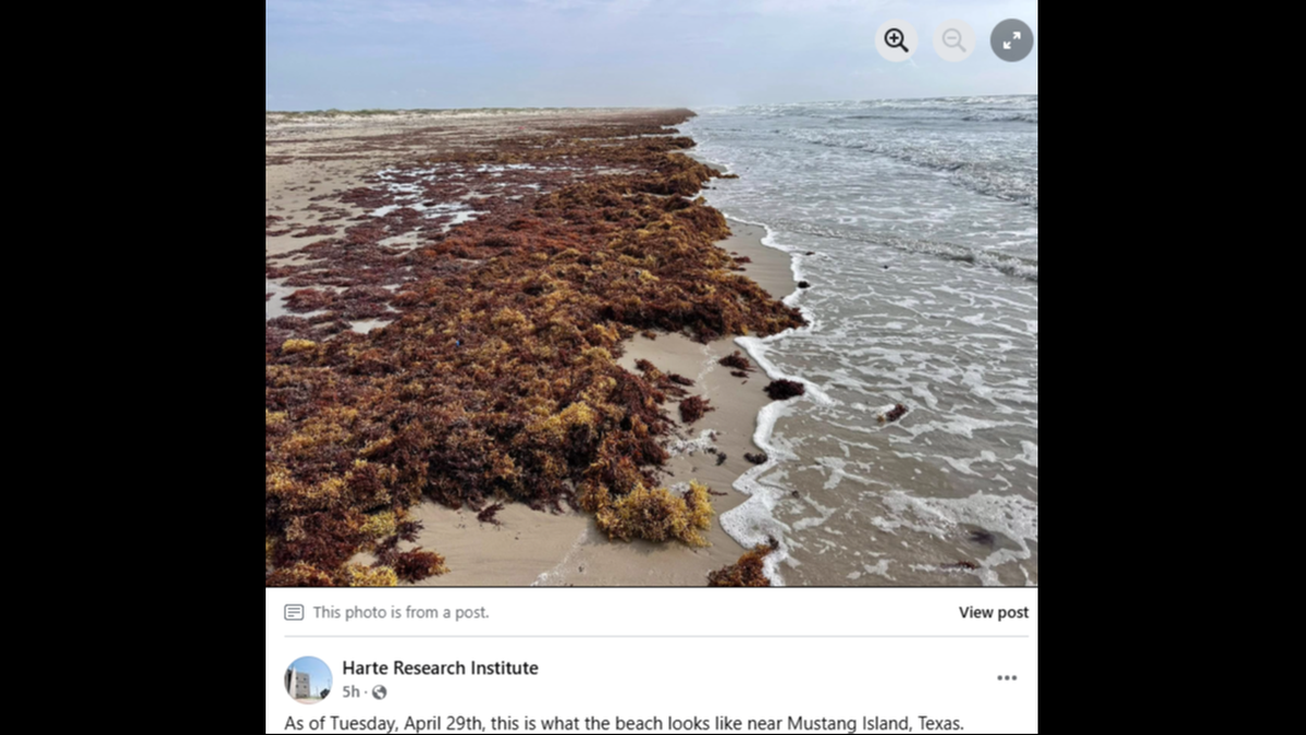 Mustang Island is just east from Corpus Christi, and is part of a chain of barrier islands that includes Padre Island National Seashore.