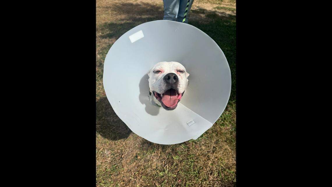 Following surgery, Ang’s puppy side started coming out.