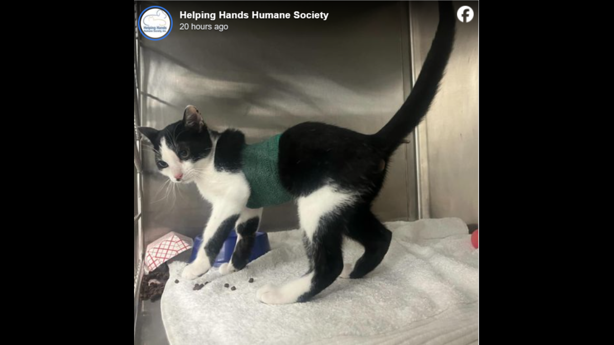 Jasper with his chest bandage