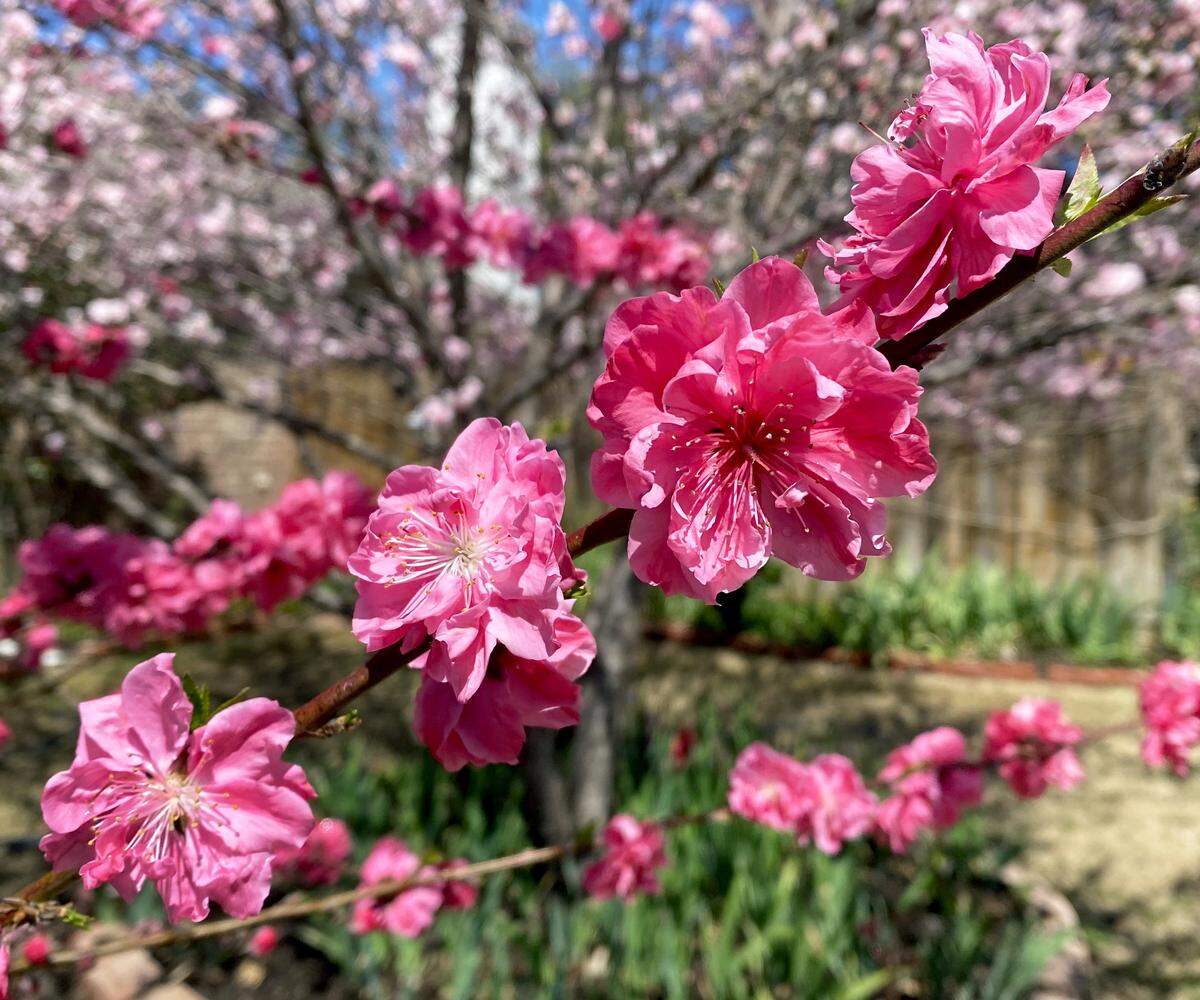 Double red ornamental peach blossoms.