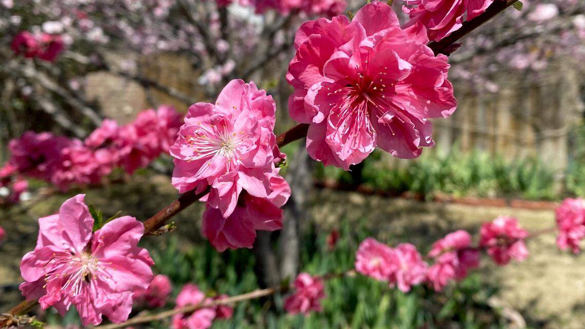 Sure, you can grow this gorgeous flowering tree in North Texas. But be warned.