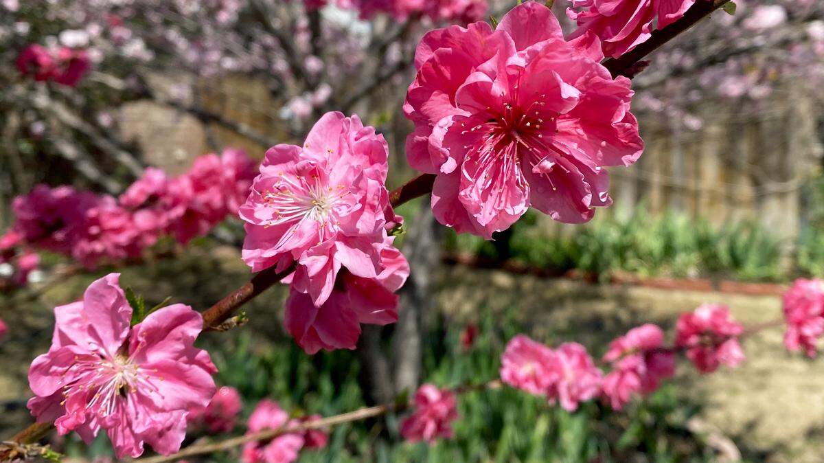 Double red ornamental peach blossoms.