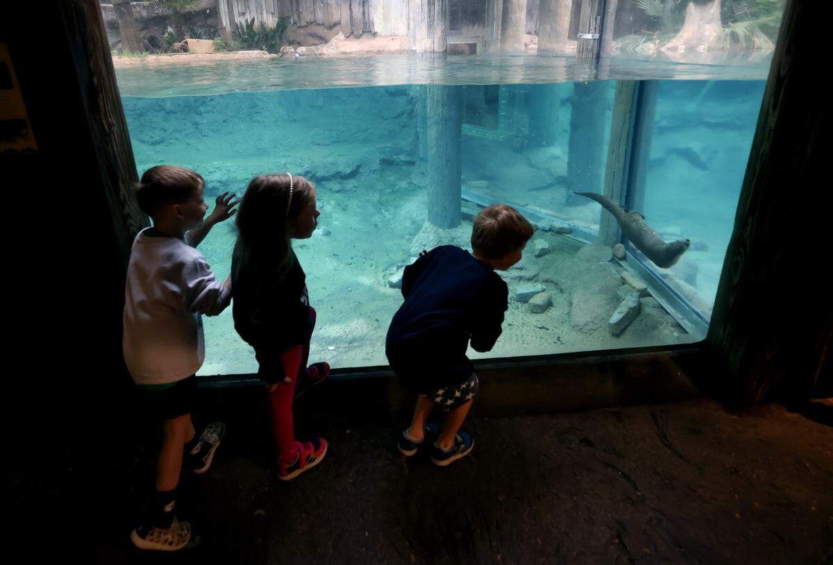 Children enrolled Zoo School's Nature's Navigators program watch as an otter swims in its habitat on Thursday, April 30, 2026. Zoo School is an enrichment program for children ages 3 to 5 that focuses on building social skills and knowledge of animals and their habitats. 