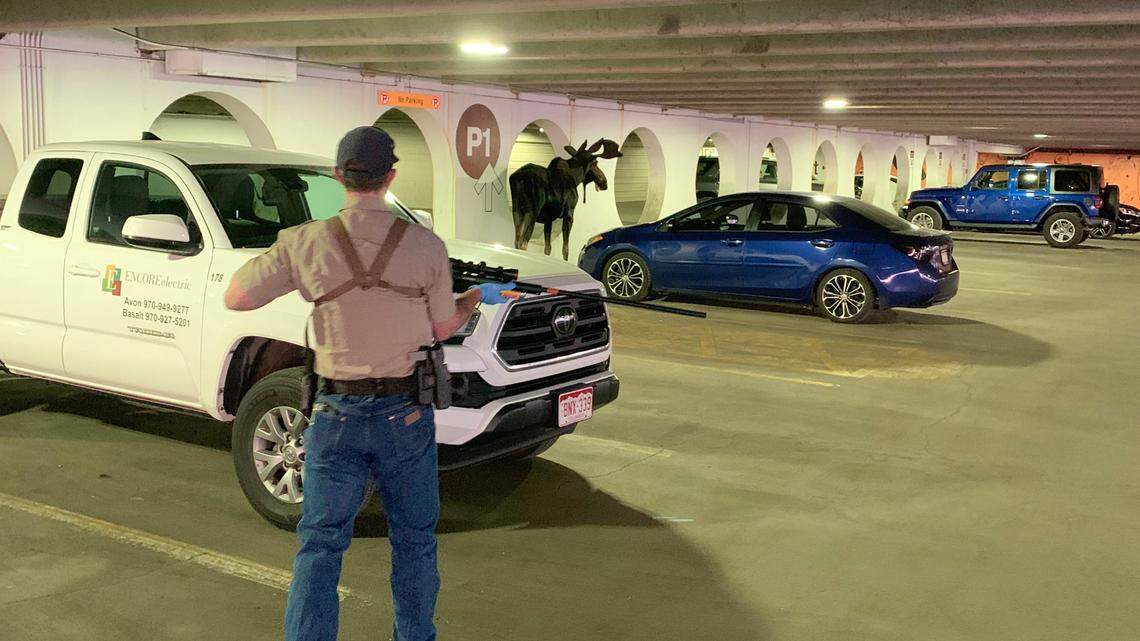 A young moose kept returning to a Vail, CO, ski village parking so wildlife officials had to tranquilize and remove it.