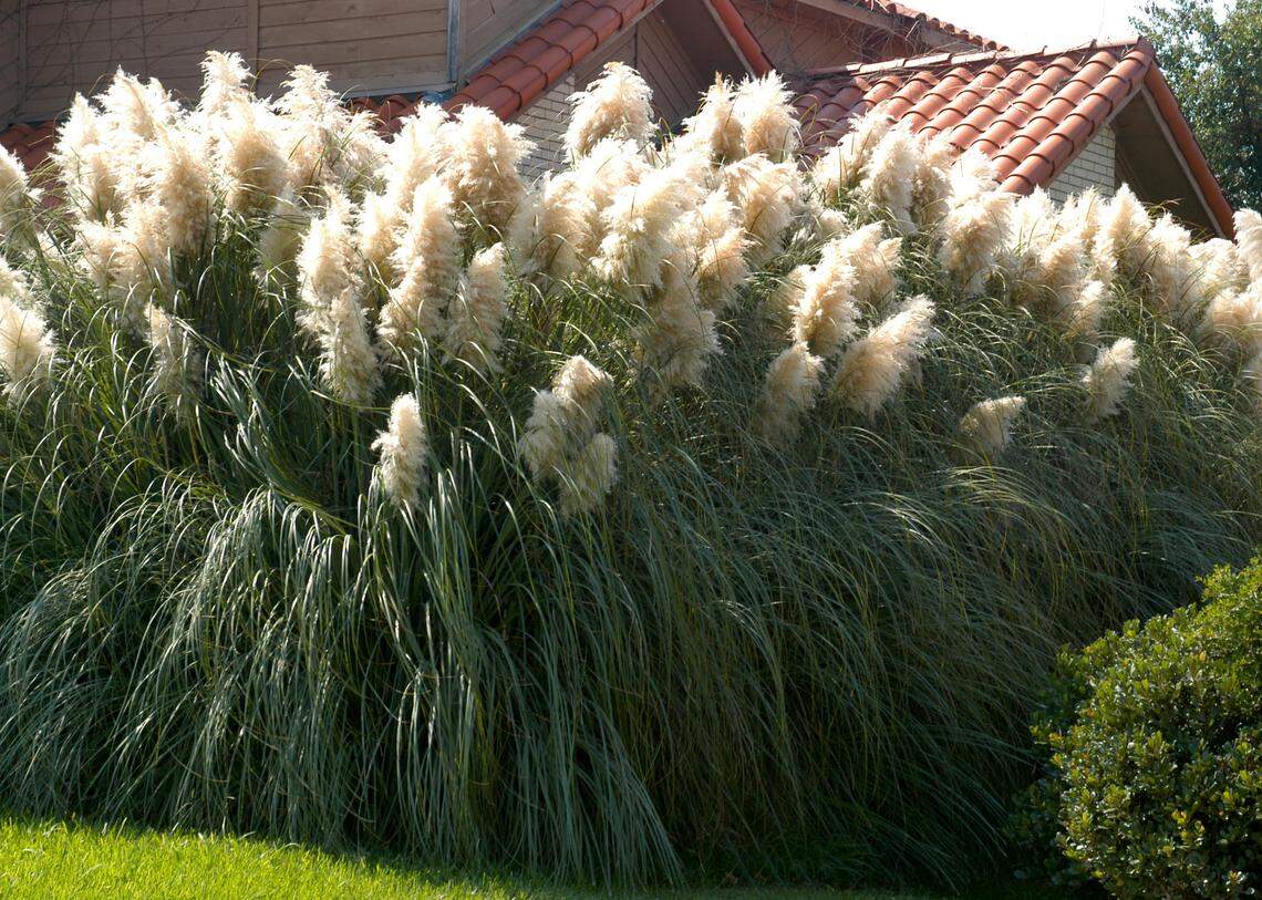 Pampas grass is a robust evergreen grass that can grow 8 to 10 feet. It has been grown as a perennial grass for more than 100 years in Texas.