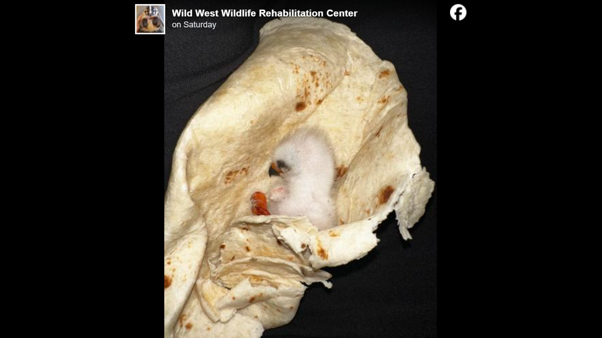 A Texas family rescued a cold and orphaned baby bird by wrapping it in a warm tortilla, wildlife officials say.