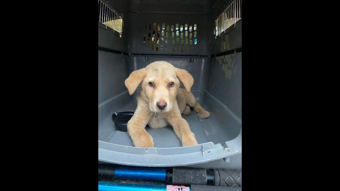 A taco truck employee bought a 3-month-old puppy from a man for $20 after they witnessed the man hit and kick the puppy, Texas cops said. 