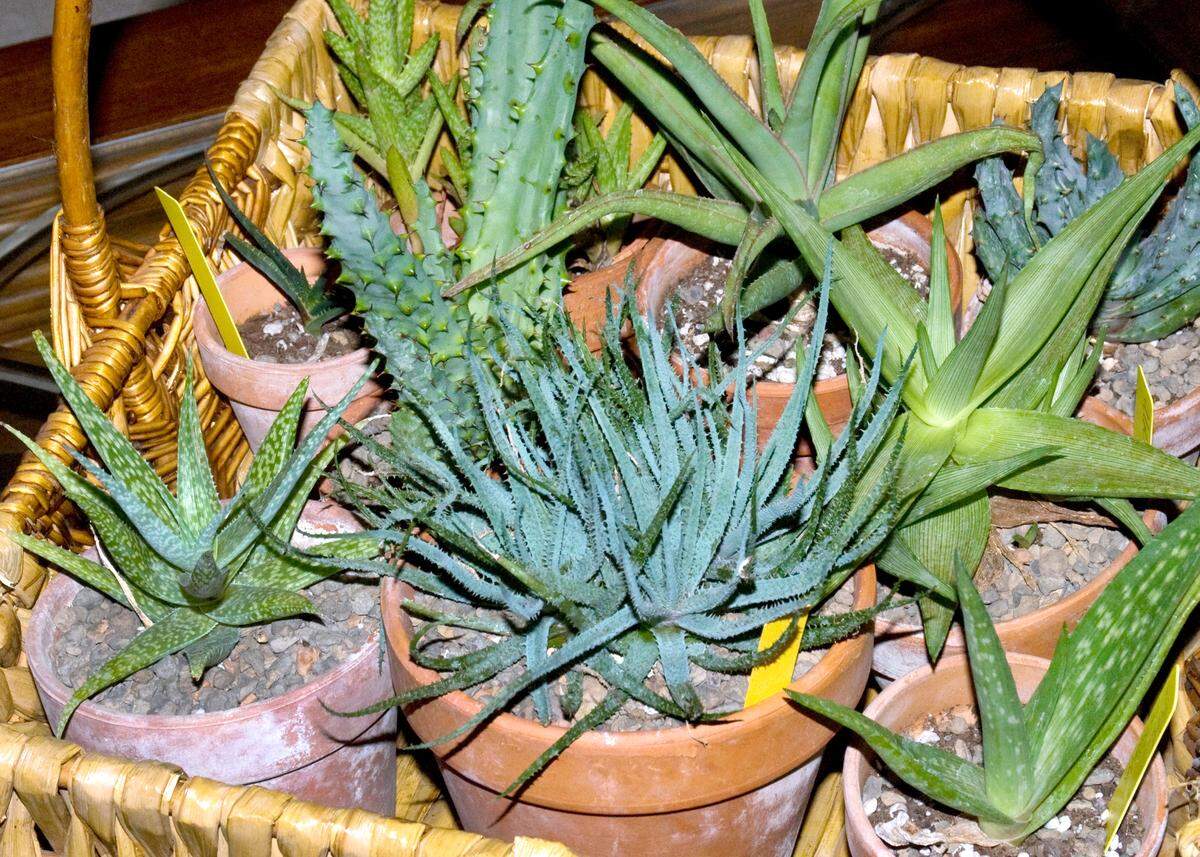 All shapes and sizes of Aloes in the Sperry collection.