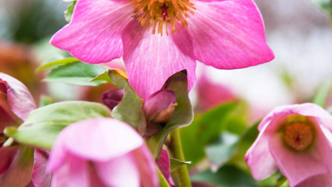 This colorful ‘winter miracle’ plant is slug resistant and survives on rainfall