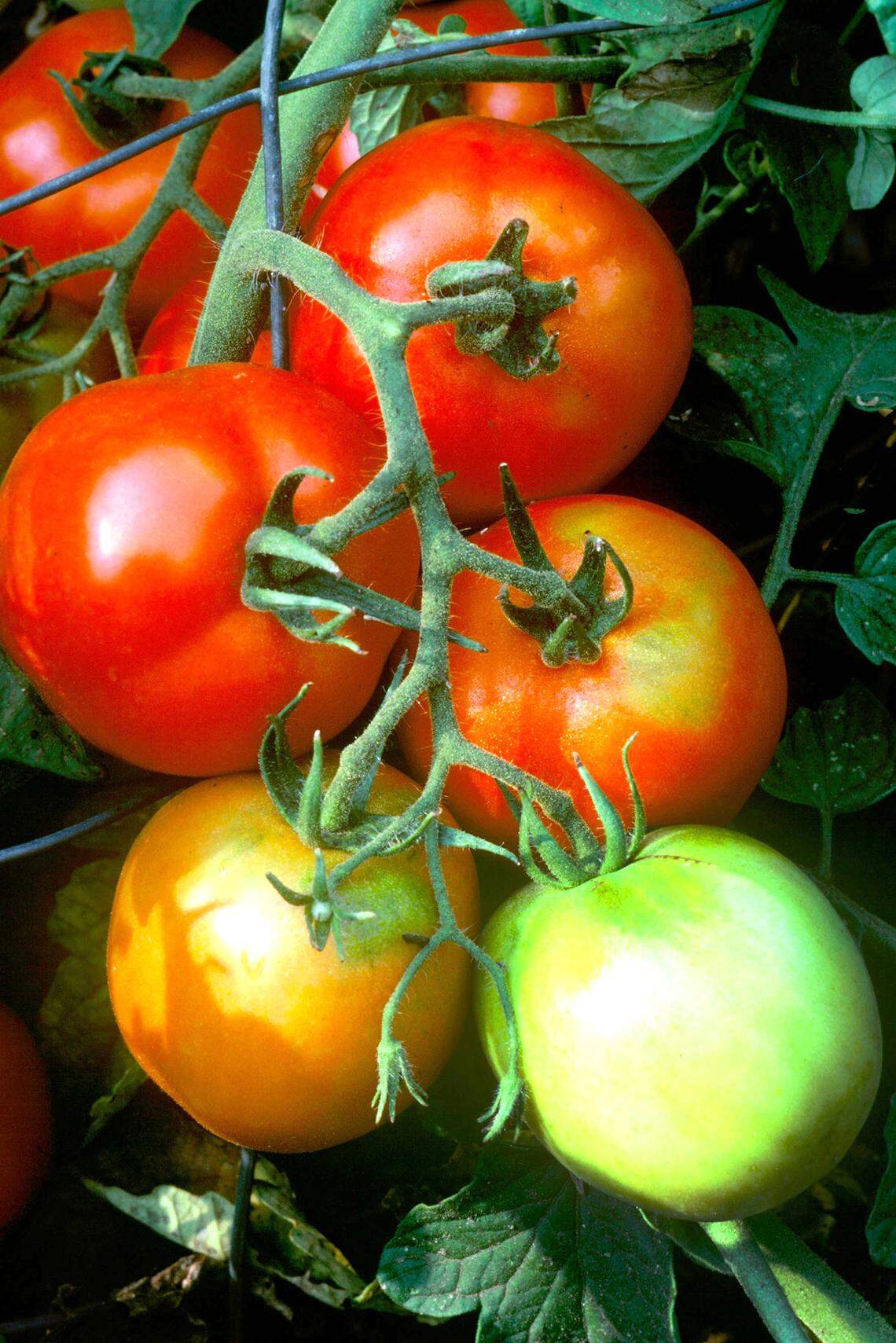Tomatoes on the vine.