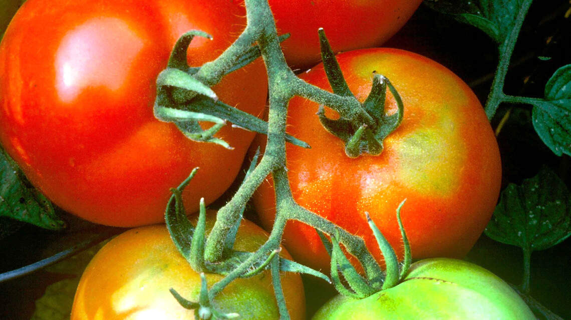 Spring brought a slew of problems to North Texas tomato plants. Here’s how to fix them