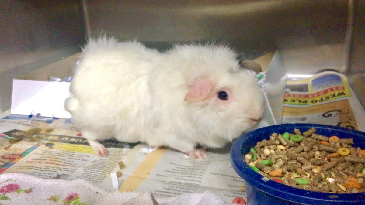 A Guinea pig is among the adoptable animals considered exotic at the Humane Society of North Texas' main location at 1840 E. Lancaster Avenue. Pictured here is a Guinea pig.