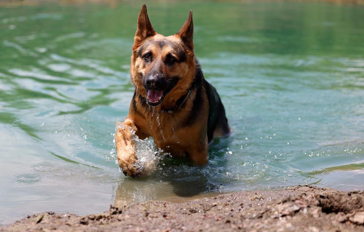 James Farmer and Robin Alessi’s dog Sniper swims in their stock pond on Aug. 5 in Johnson County. The couple found joy caring for the land and the animals they raised on it, but can no longer enjoy the fruits of their labor because of the presence of forever chemicals found following testing of the soil and water.
