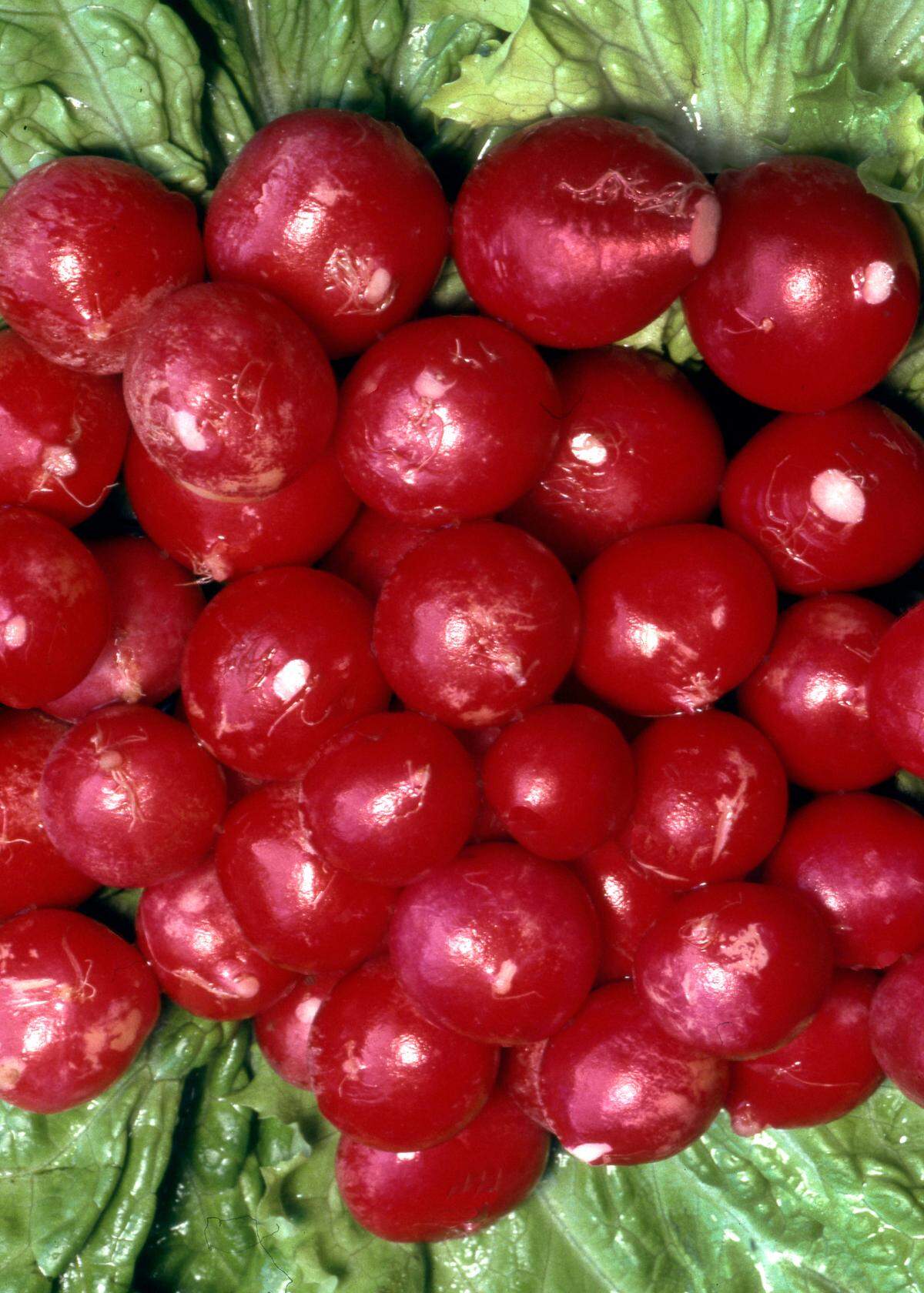 It’s time to plant root crops like radishes.
