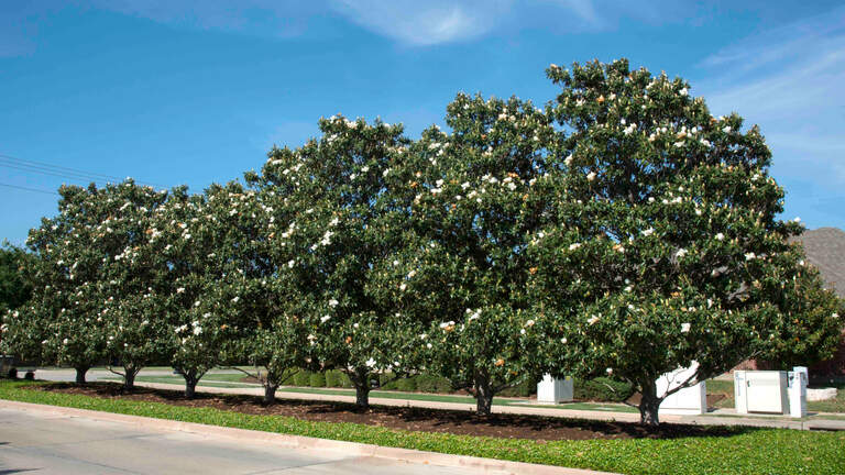 With spring finally here, consider these flowering trees to brighten your landscape