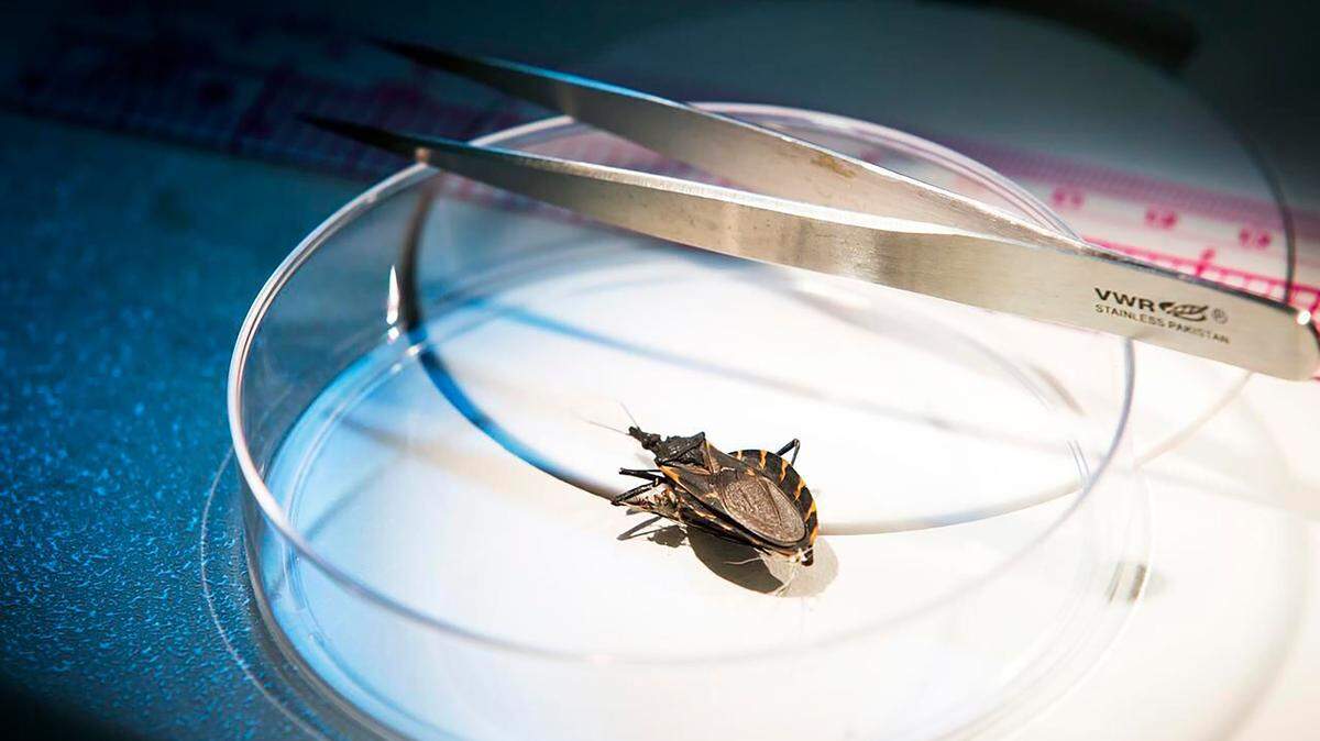 Kissing bugs feed at night, homing in on sleeping hosts.