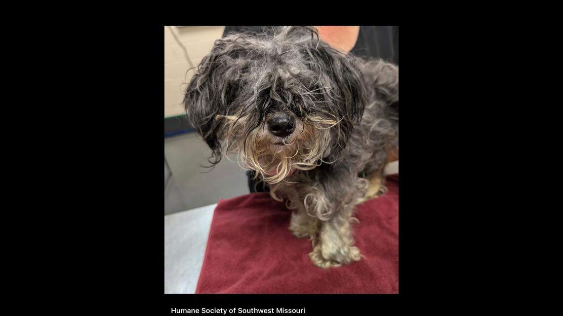 One of the dogs couldn’t see. One of the dogs couldn’t see.