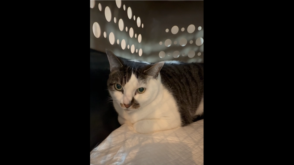 Baby sitting in the back of his crate