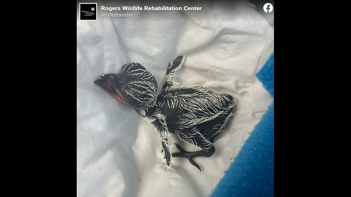 A Texas man drove hundreds of miles while holding a bird egg, trying to save it after accidentally destroying its nest, according to a wildlife center.