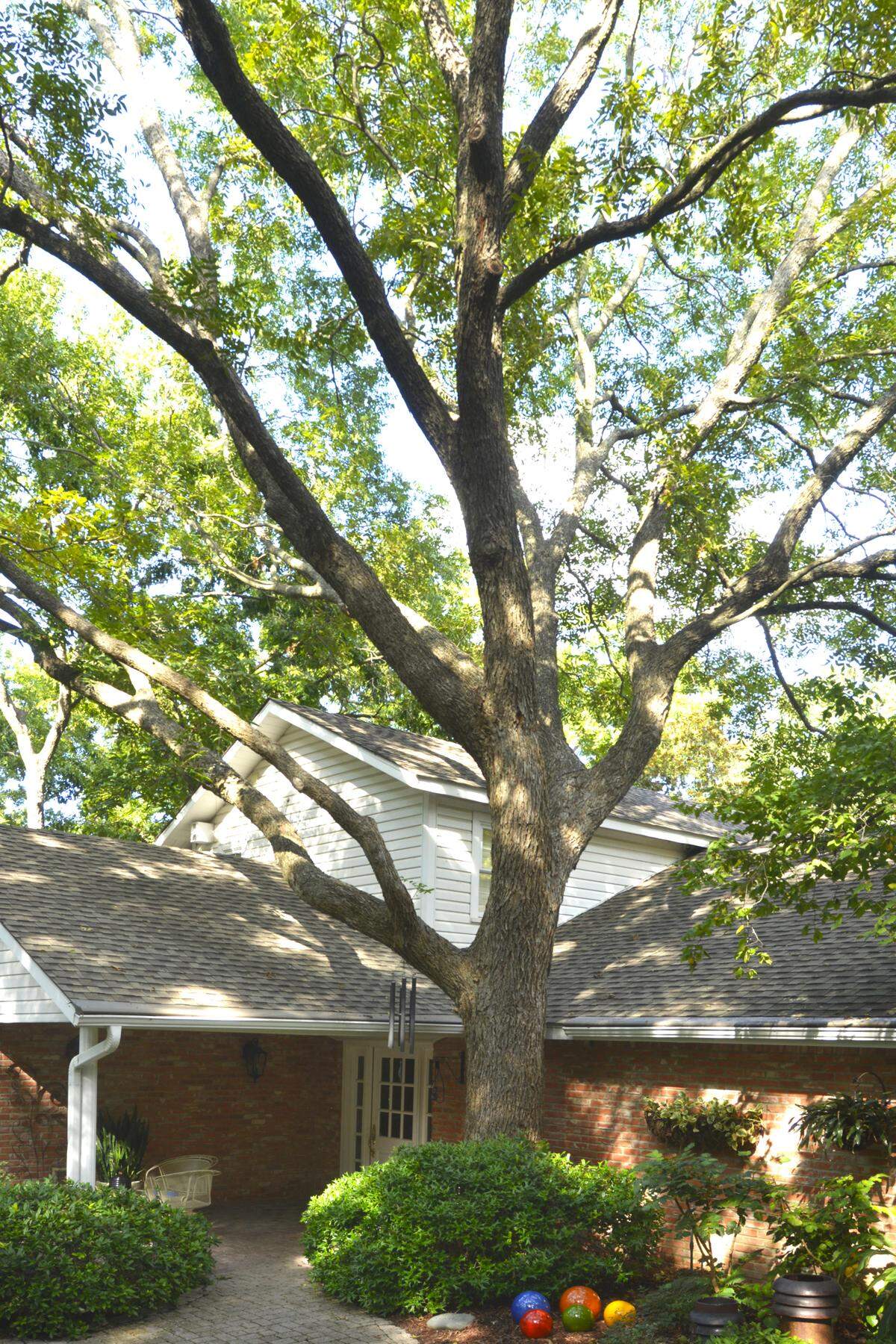 A certified arborist examines this tree at the Sperry house twice annually.