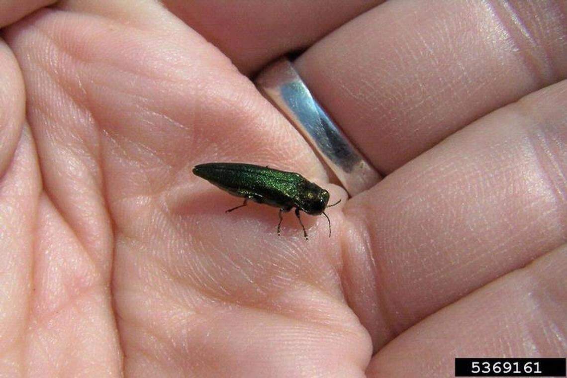 The emerald ash borer is roughly 1/2 inch long and 1/8 inch wide, and metallic emerald-green with a cylindrical body.