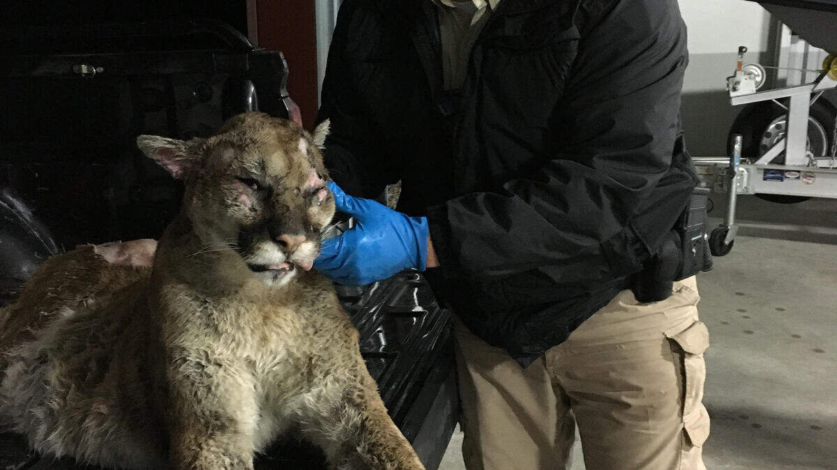 Game warden Matt Waggoner is photographed with a mountain lion that was struck by a vehicle last Wednesday in Palo Pinto County.