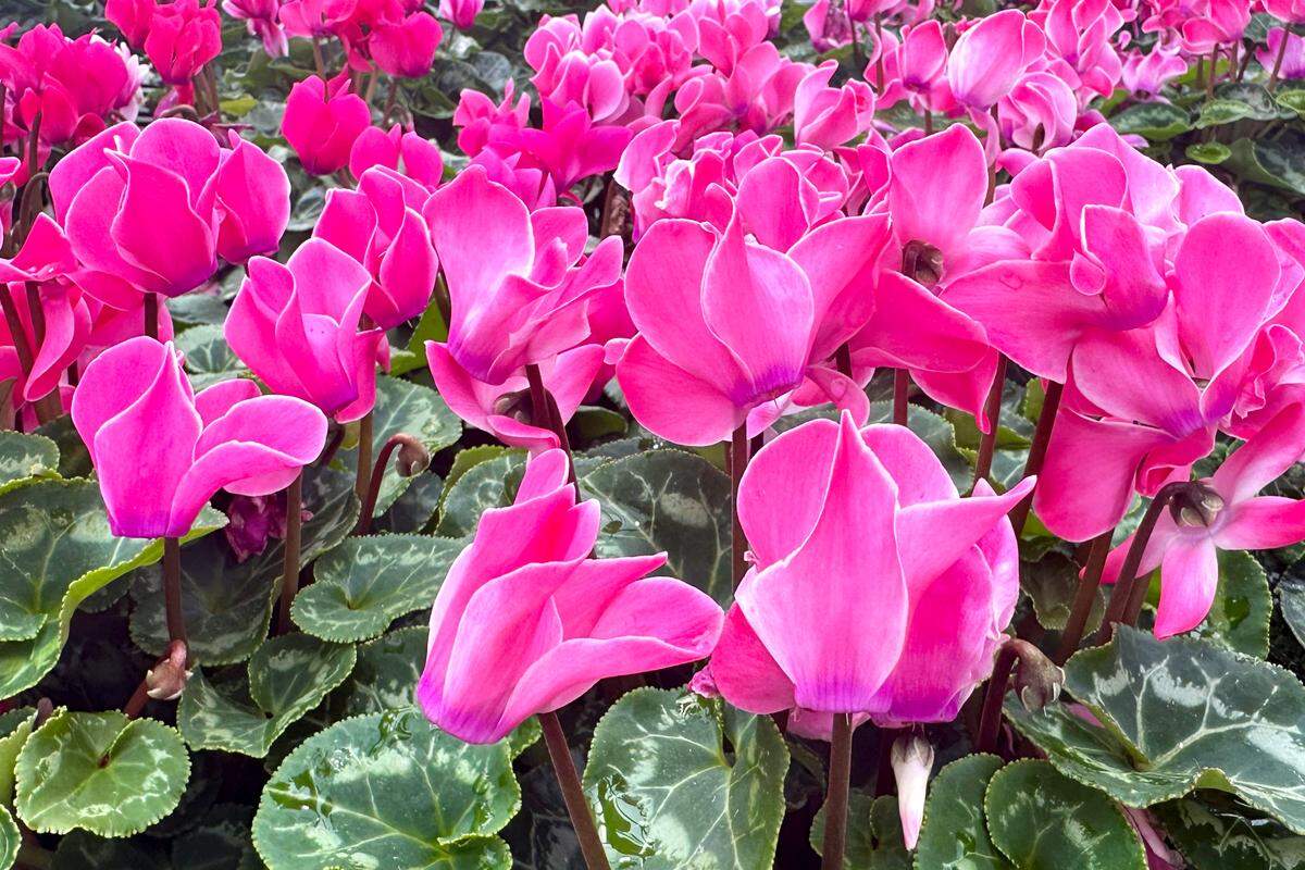 A mass of pink cyclamen.