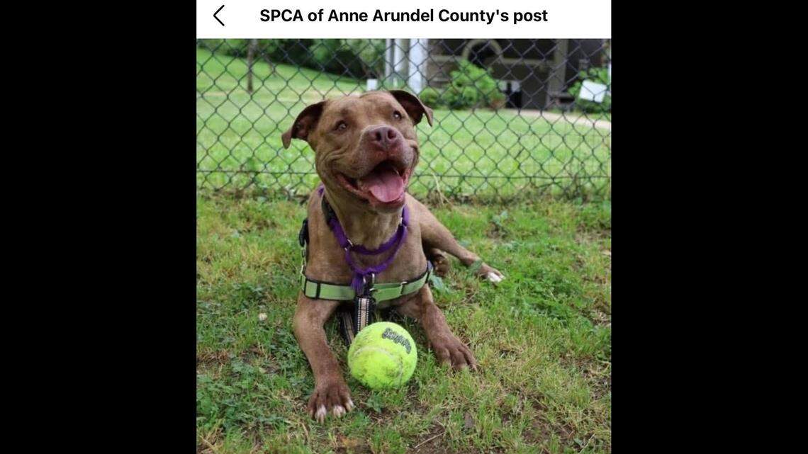 The happy girl loves her playtime.