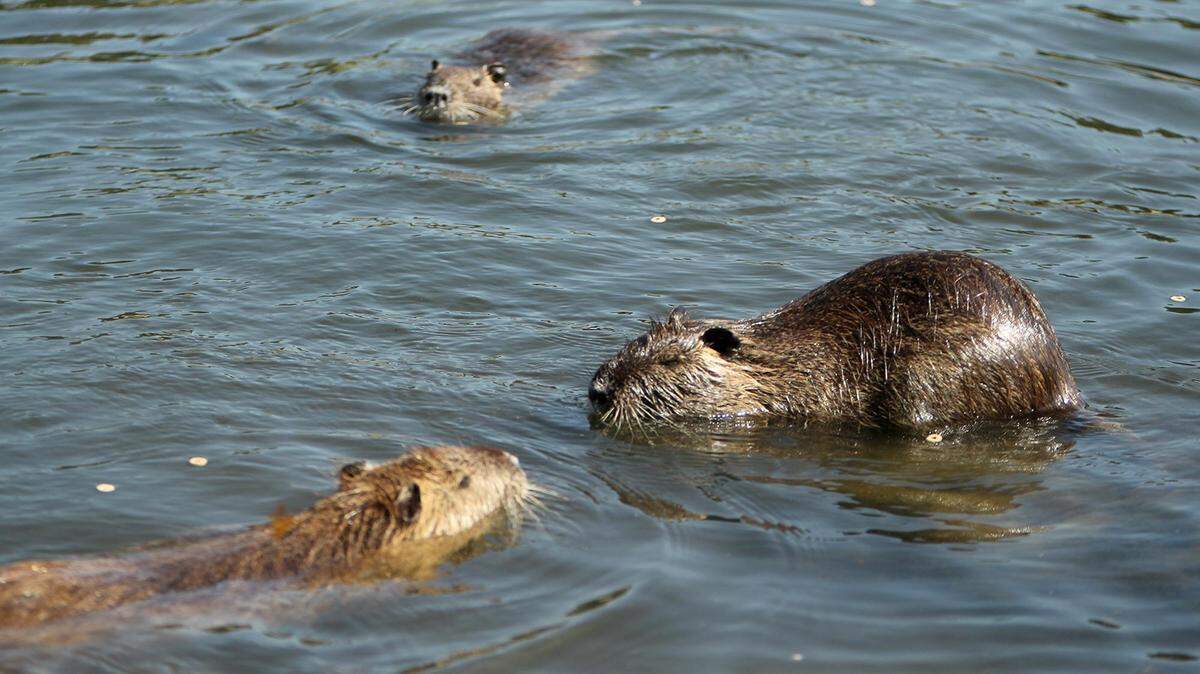 Nutria, like those seen in this file photo, are considered invasive in the U.S. Here’s what to do if you see one in southern Illinois.