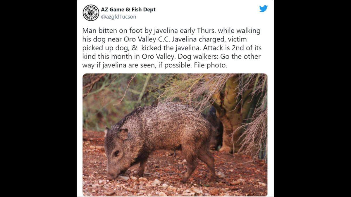 Javelina tend to see dogs as coyotes, the Arizona Game and Fish Department says.