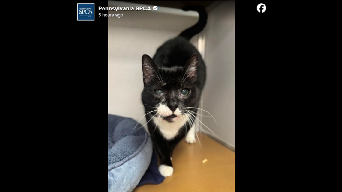 The sweet cat is constantly left disappointed when folks pass her by.