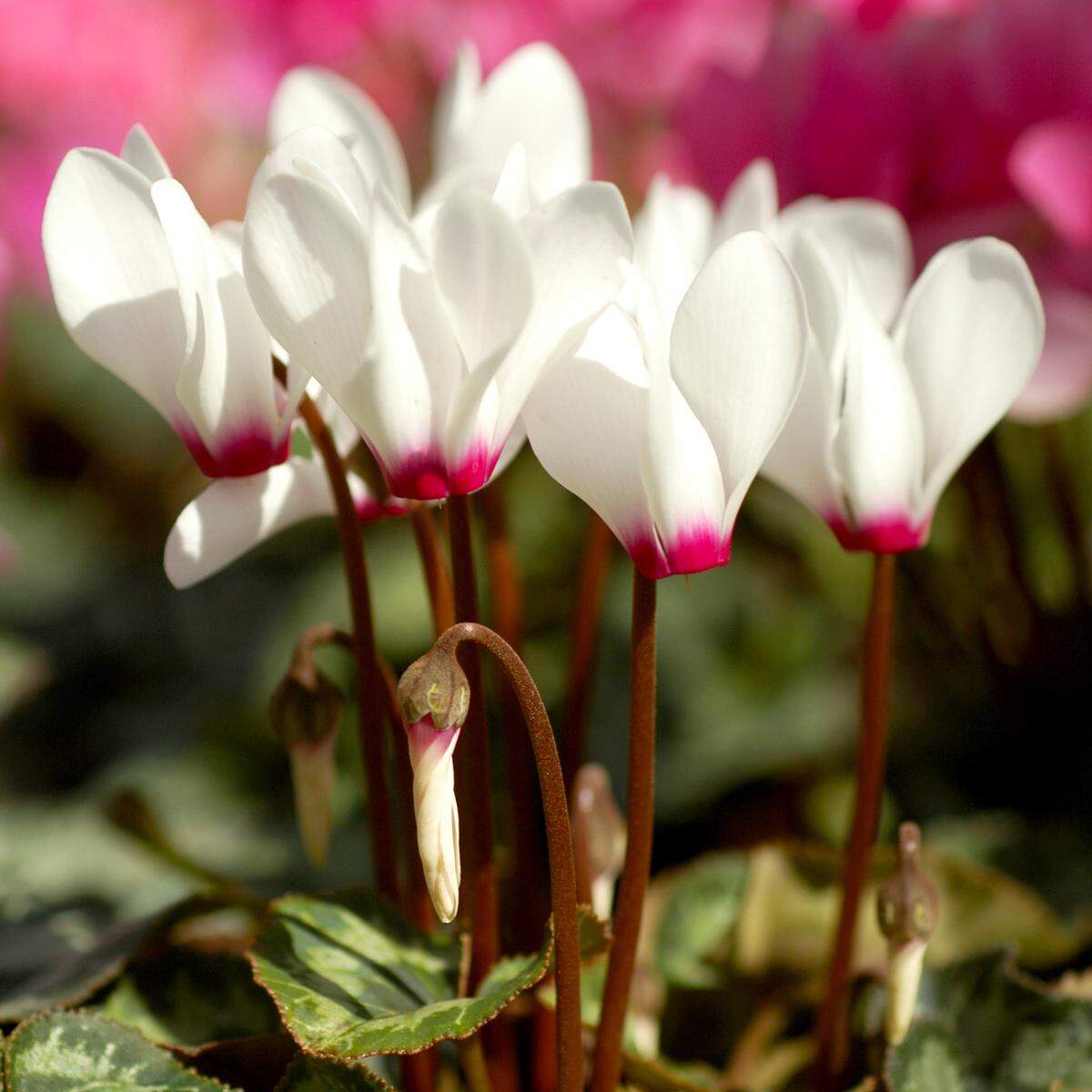 Two-toned cyclamen.