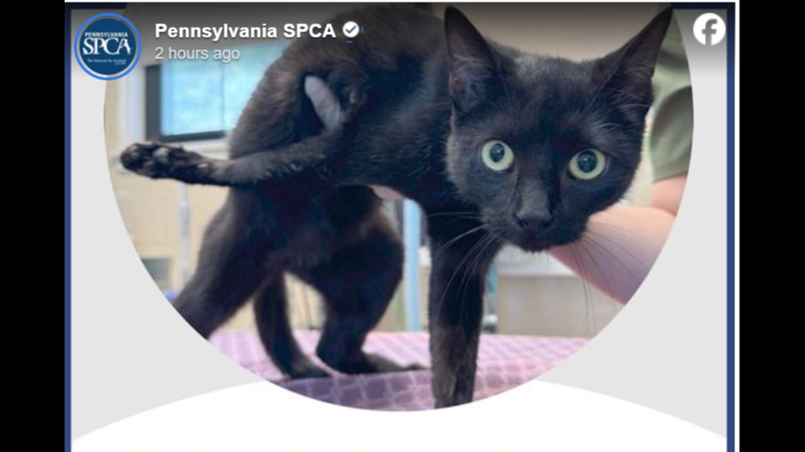 Sweet Katniss is now living her best life with a new family.