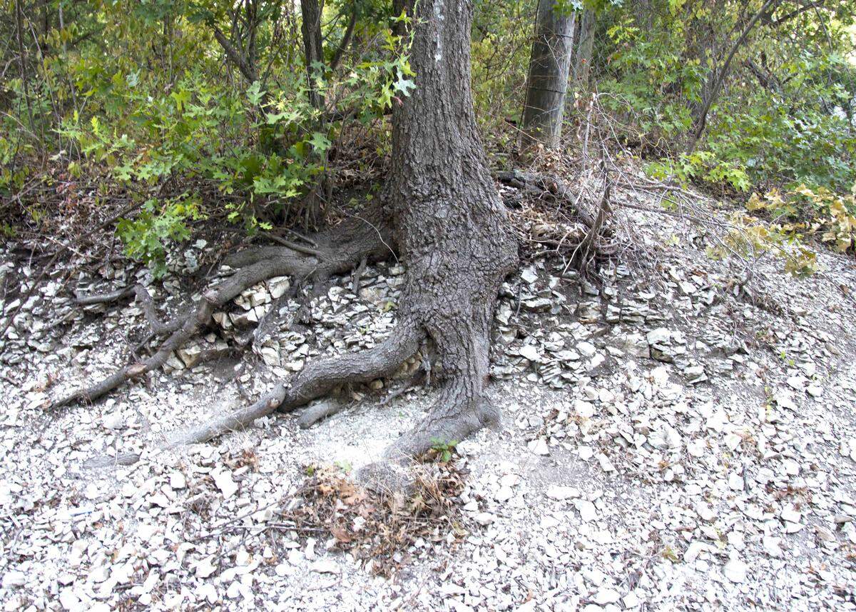 Proof of surface roots of Shumard red oaks as they grow in shallow limestone soil.