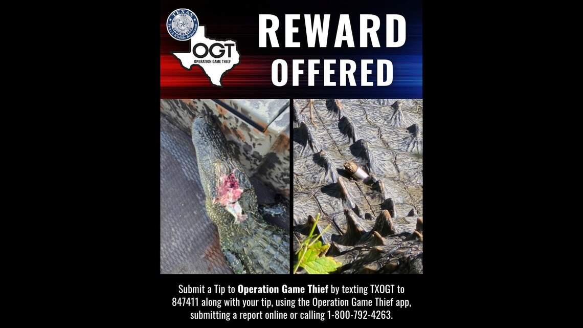 $1,000 reward for those who shot alligators at Fort Worth Nature Center