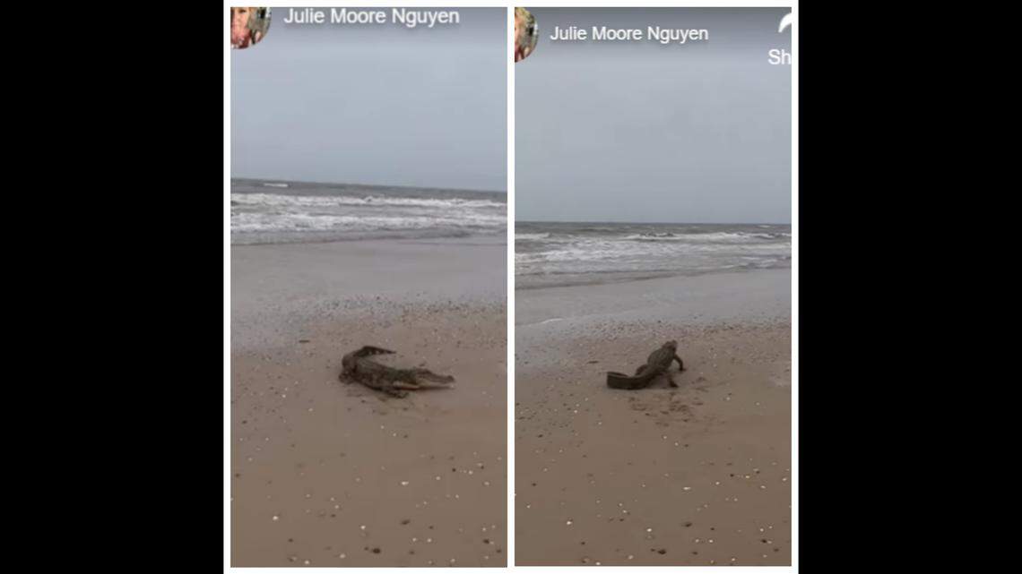 A beachgoer captured video of an alligator hanging out at a Texas beach, near Galveston.