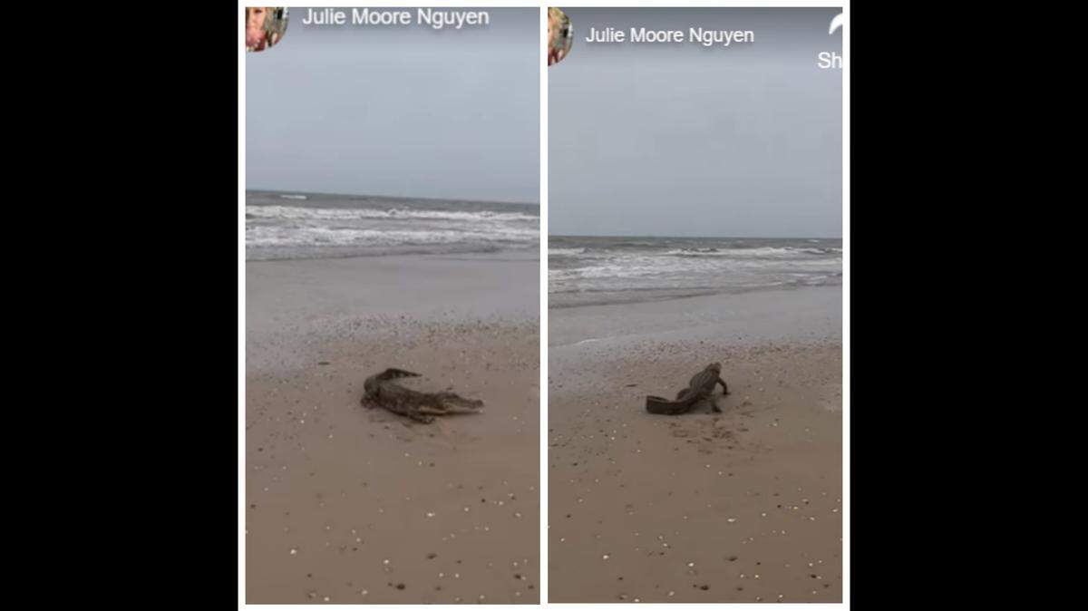 A beachgoer captured video of an alligator hanging out at a Texas beach, near Galveston.