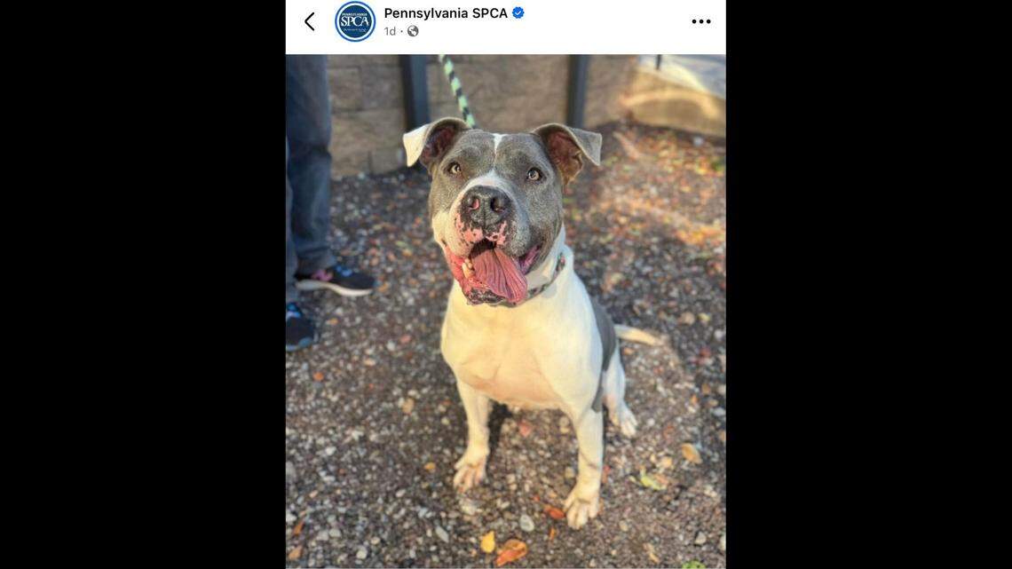 Gwen is known around the shelter for being affectionate and a happy girl.