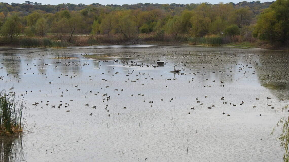 Once teeming with birdlife, this Fort Worth migration stop has dried up