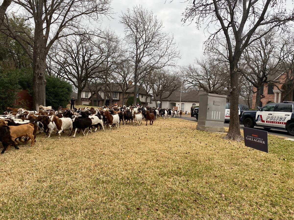 A large herd of goats that escaped from a park Tuesday morning, Feb. 27, 2024 and went for a walk in a north Arlington neighborhood are all safe and accounted for, police said.