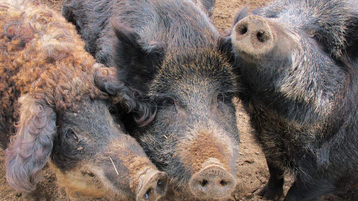 In this April 18, 2012 file photo, a Mangalitsa boar, left, and two Russian swine are shown on a farm near McBain, Mich. Feral hogs are wreaking havoc in Mississippi. That’s why the U.S. Department of Agriculture is investing more than $11 million to expand a project aimed at controlling the “destructive” swine.