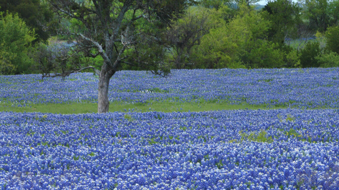 Want to plant a native Texas plant? Some are more friendly than others
