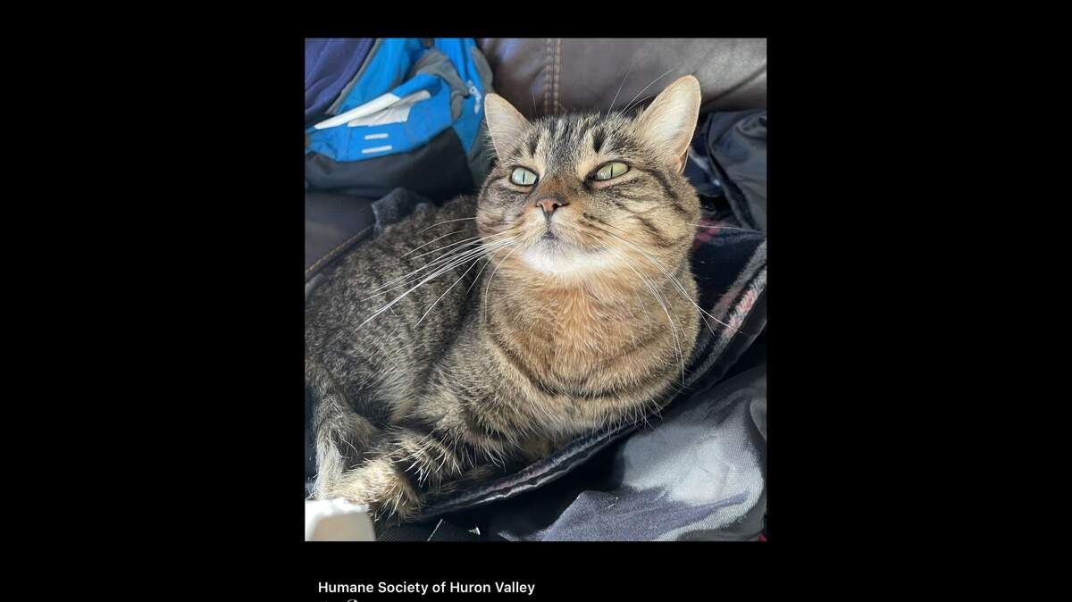 Precious Remmy