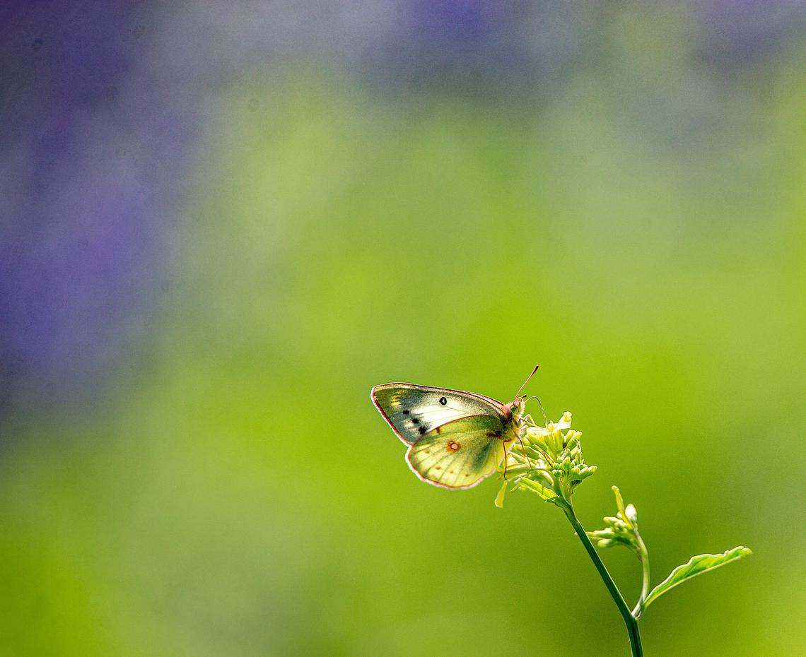 Butterflies fluttered about a field of bluebonnets in Granbury as the sun peeked out Sunday, March 17, 2024.