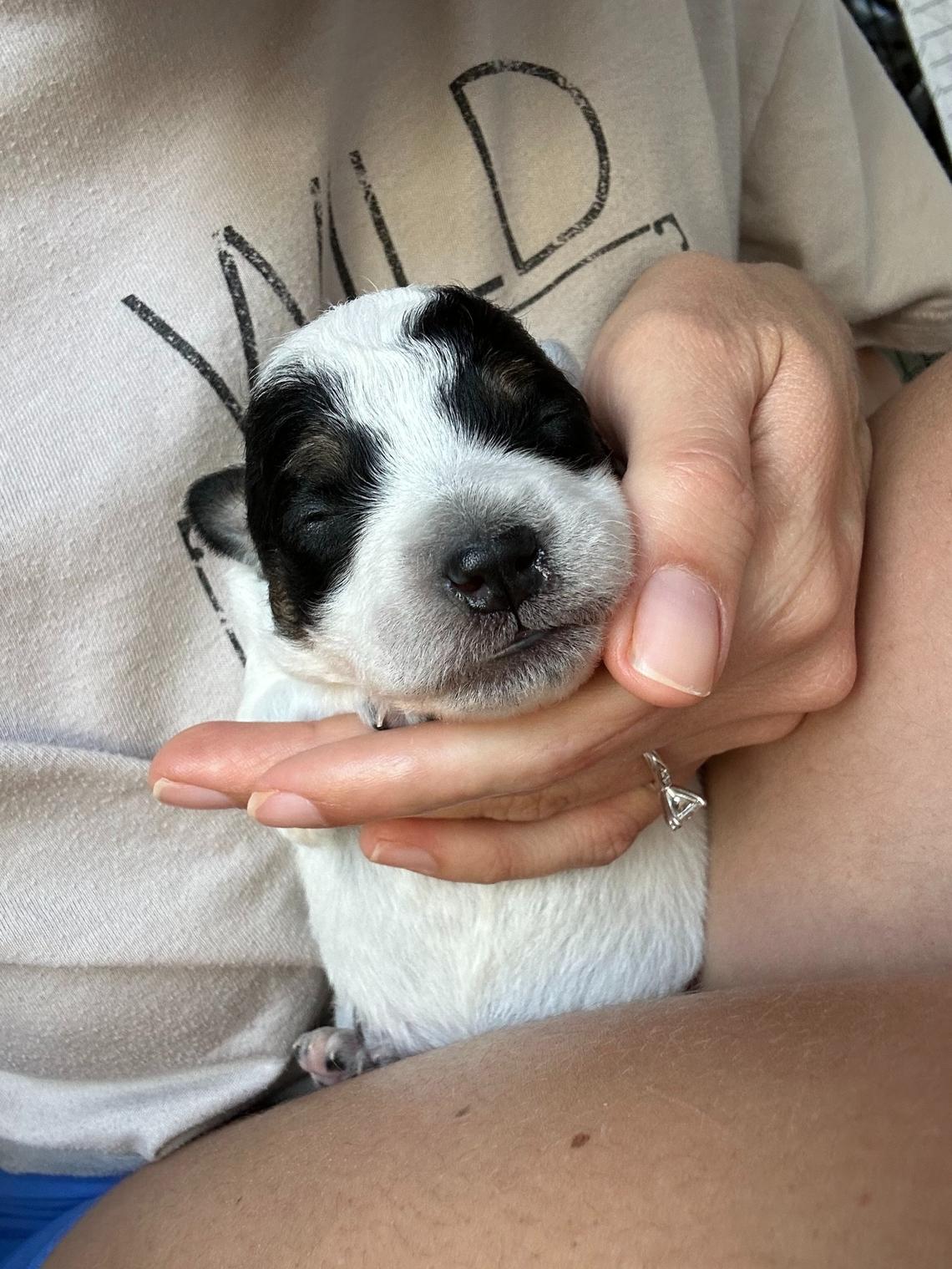 One of Pumpkin’s little nuggets.