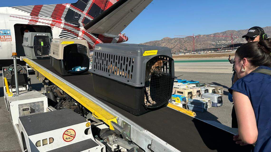 Pets displaced by the California wildfires are loaded onto planes bound for North Texas.