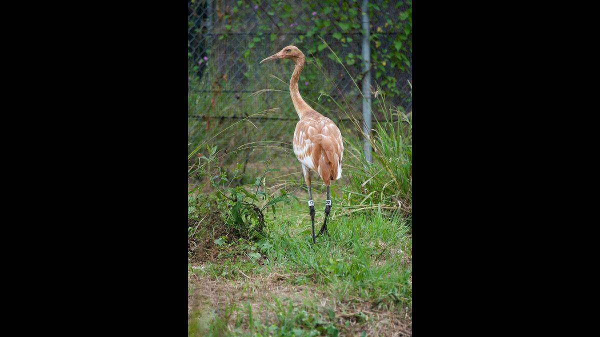 The Dallas Zoo is offering a reward for information in the death of a whooping crane it released into the wild in November 2023.